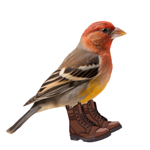 finch wearing boots